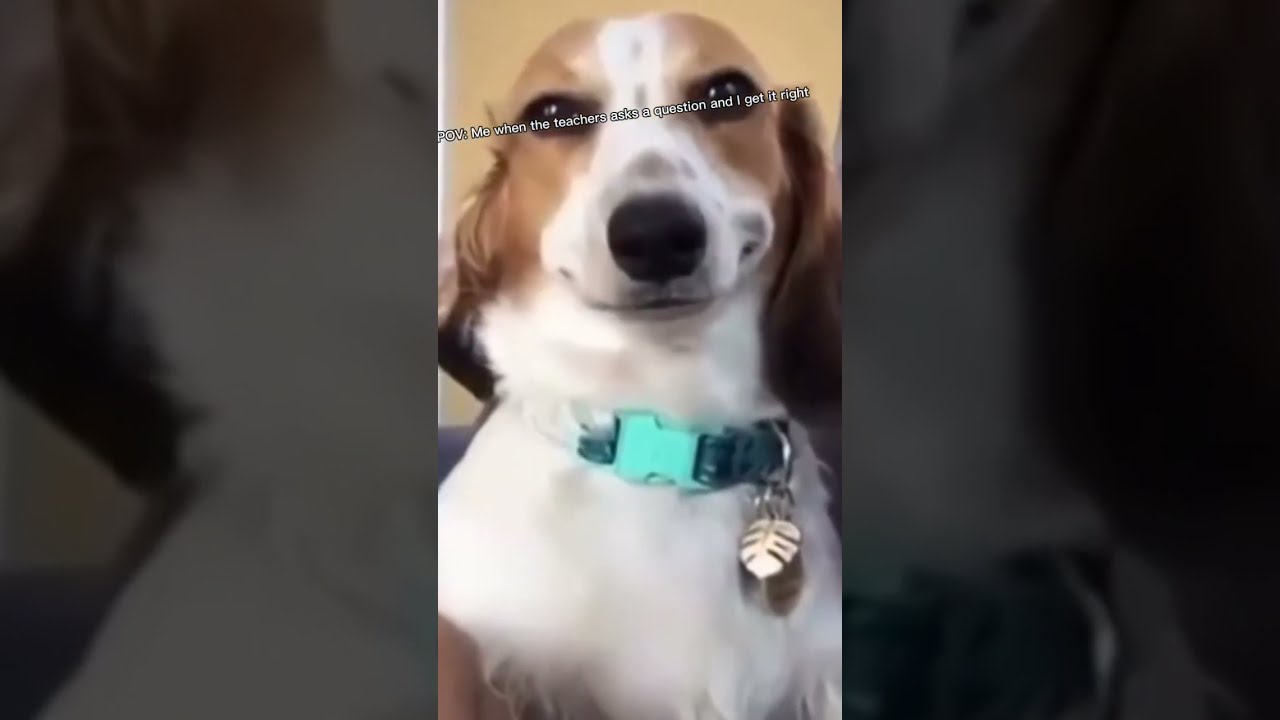 Pov Me When The Teacher Asks A Question And I Get It Right Foryou Funny Shorts