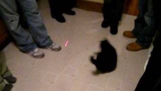 Animals chasing a red dot