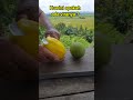 BUAH KUWINI