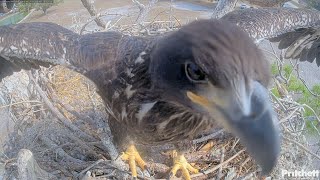 SWFL EAGLE CAM 2026.2.19 E26 is practising flapping its wings repeatedly in front of Cam 2.