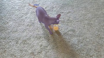 Tracking my Dog with Yolact++ Real Time Instance Segmentation