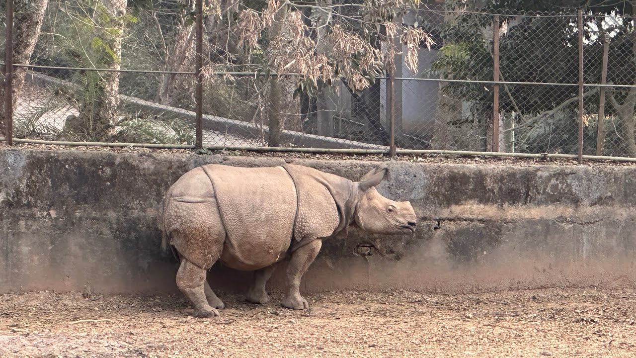 Glimpse of Guwahati zoo YouTube