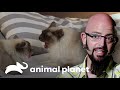 Focinheira adaptada para gato deixa o Jackson perplexo | Meu gato endiabrado | Animal Planet Brasil