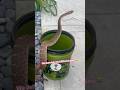 Some snakes just don’t want to stay in my bucket 🪣 #youtube #snake #climb #out #nature  #viral #fyp