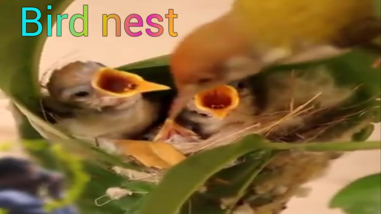 Bird nest birdsnest food bird पक्षांचे घरटे YouTube