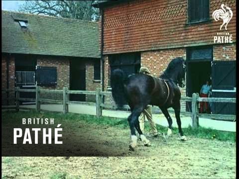 Video: Hackney Pony Horse Race Hypoallergenic, Health And Life Span