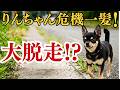 りんちゃんが超大変なんです！！