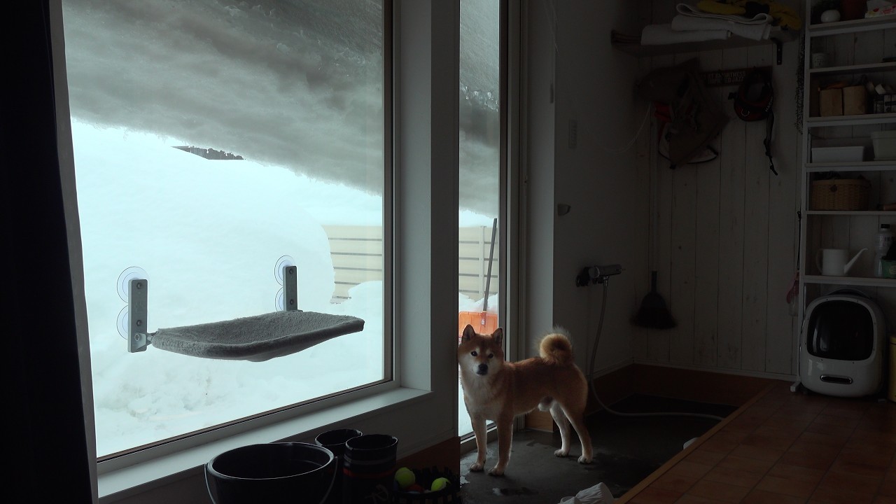 大雪すぎて屋根がとんでもないことになってました。。