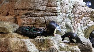 Rockhoppers Nesting Behaviors