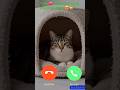 Cutest Incoming Call Ever 😍🐾 #catshorts #cute