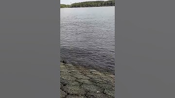 Câu Cá Ngát Giải Trí Cần Giờ #Shorts