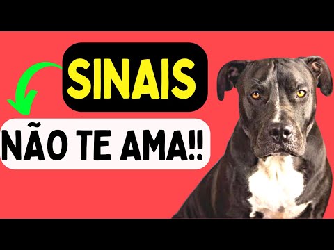 Vídeo: Pode um filhote de cachorro perder sua voz?