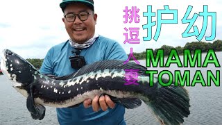 Puchong Toman Mama The giant snakehead parent #鱼虎 #多曼