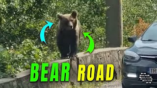 Bears Roaming Transfagarasan Road