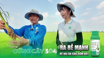 BÍ QUYẾT LÚA NỞ BỤI TO, RA RỄ NHIỀU SAU KHI SỬ DỤNG CỨNG CÂY 304