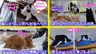 ＜2匹の猫通信＞「ほっこりライブ」猫じゃらしに釣られるハッチ！ハッチをチラ見するめめ！甘えてご機嫌マック2021 01 10 Cat Live Stream in Japan -Cat Life TV