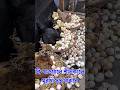 কি খাওয়ালে শীতকালে মুরগি সুস্থ থাকবে? #agriculture #chicken #chicks #cuteanimals #viral #viralvideo