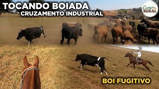 TOCANDO BOIADA DE CRUZ. INDUSTRIAL PARA ABATE (SEM CORTES)