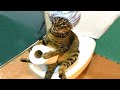 TRY NOT TO LAUGH | FUNNY ANIMALS COMPILATION| Funny Animal Videos 2021 | Funny Animal Videos