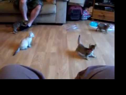 Bengal Kittens gone wild! Kitten Karate kick!