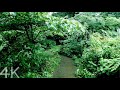 【4K】Walking in Otomeyama Park in the rain | Shinjuku, Tokyo