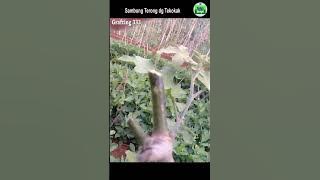 sambung takokak dengan terong , grafting 333b #terong #tekokak #pokak #sambungpucuk #grafting