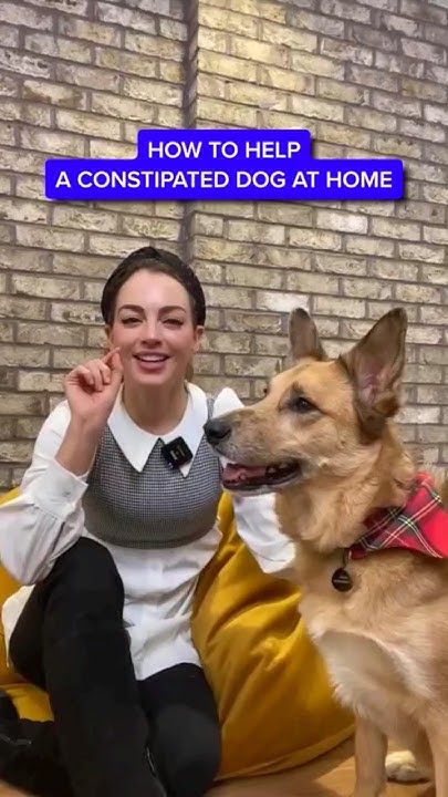 How To Make A Constipated Dog Poop Quickly shorts YouTube how-to-make-a-constipated-dog-poop-quickly-shorts-youtube