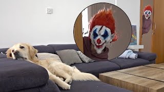 Golden Retriever Reaction to Owner in Scary Mask! by Happy Life With Golden 351 views 1 month ago 2 minutes, 36 seconds