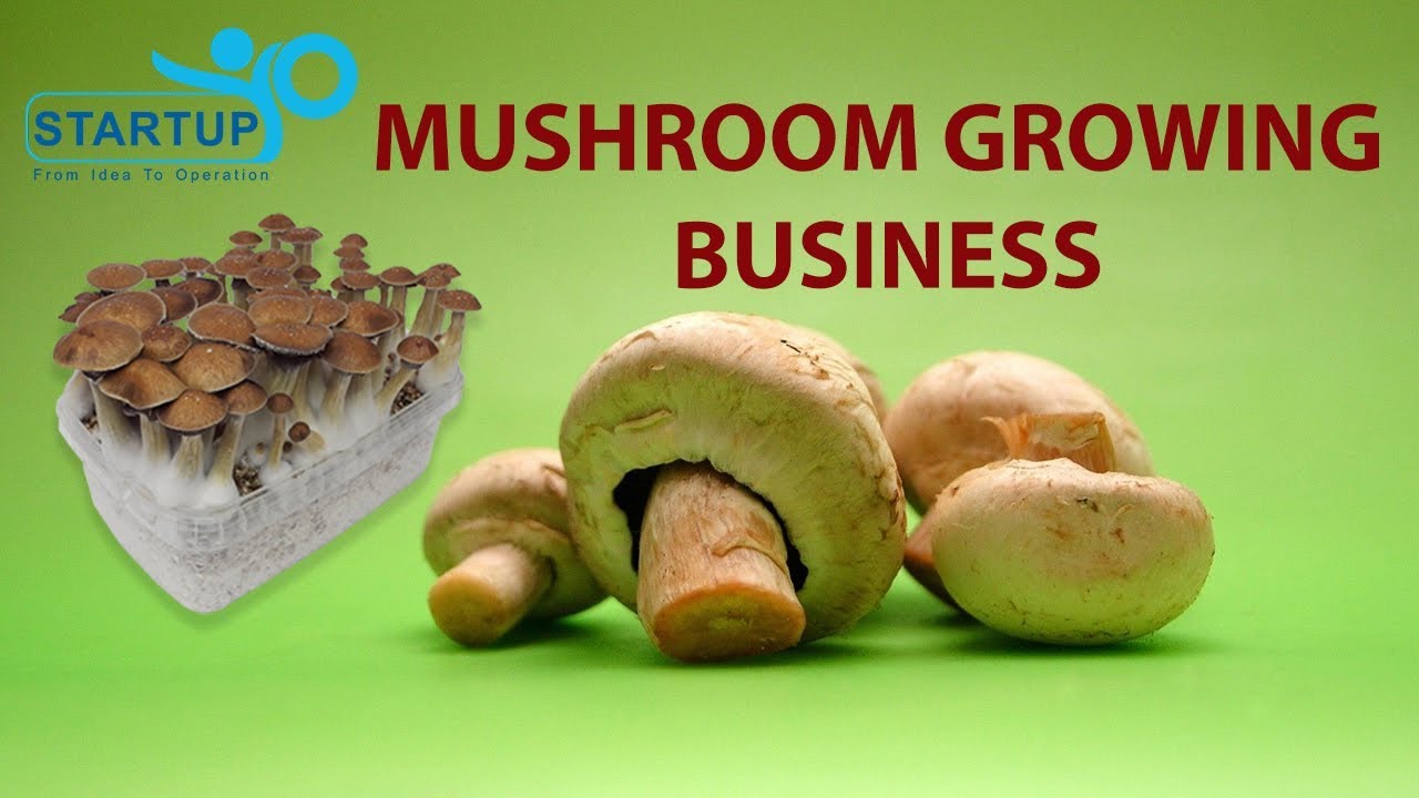 Mushroom Growing Business StartupYo YouTube