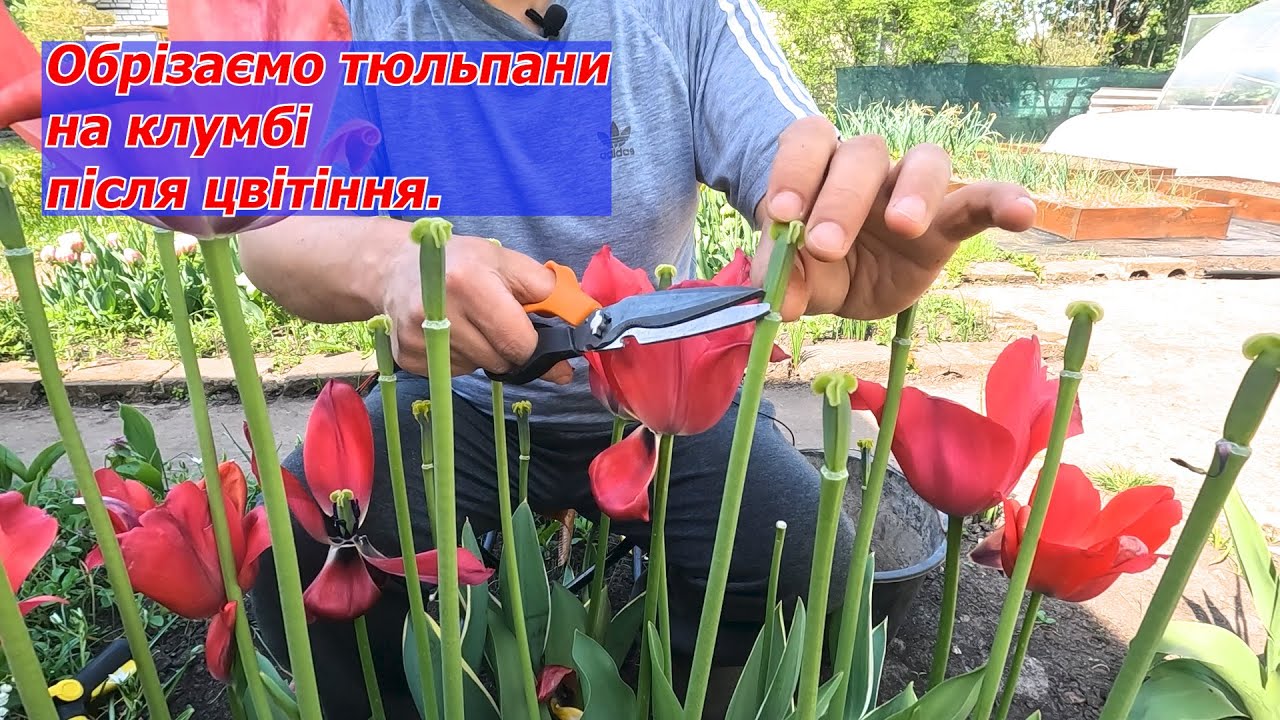 Обрізаємо та поливаємо тюльпани на клумбах одразу після квітіння.