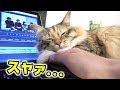 どうしても側にいたいちゃちゃの戦略とは