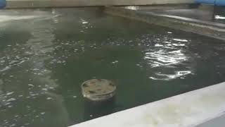 Celebrity Shrimp sampling Net Worth