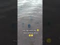 daming dikya #pagudpud #beachvibes #jellyfish #beachday #swimming #shortviral #shorts