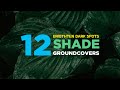 12 Shade Loving Ground Cover Plants Thriving in the Shade