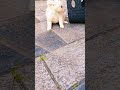 my cute puppy #pets