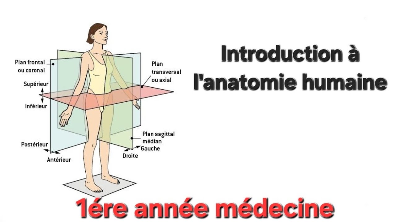 Introduction à l’anatomie humaine (les plans ,les axes ,terminologie)
