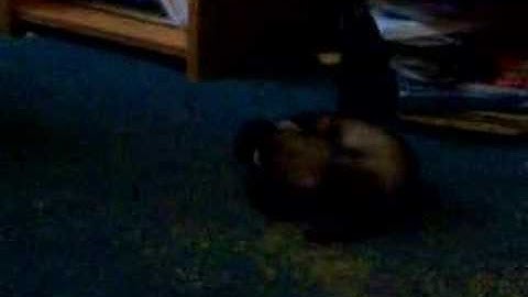 Blitz the ferret with catnip