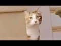 ひそかにワイの部屋を覗いていた可愛いストーカー猫さんをご覧くださいw