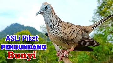 Perkutut Lokal Gacor Suara Besar Pancingan Perkutut Agar Cepat Bunyi