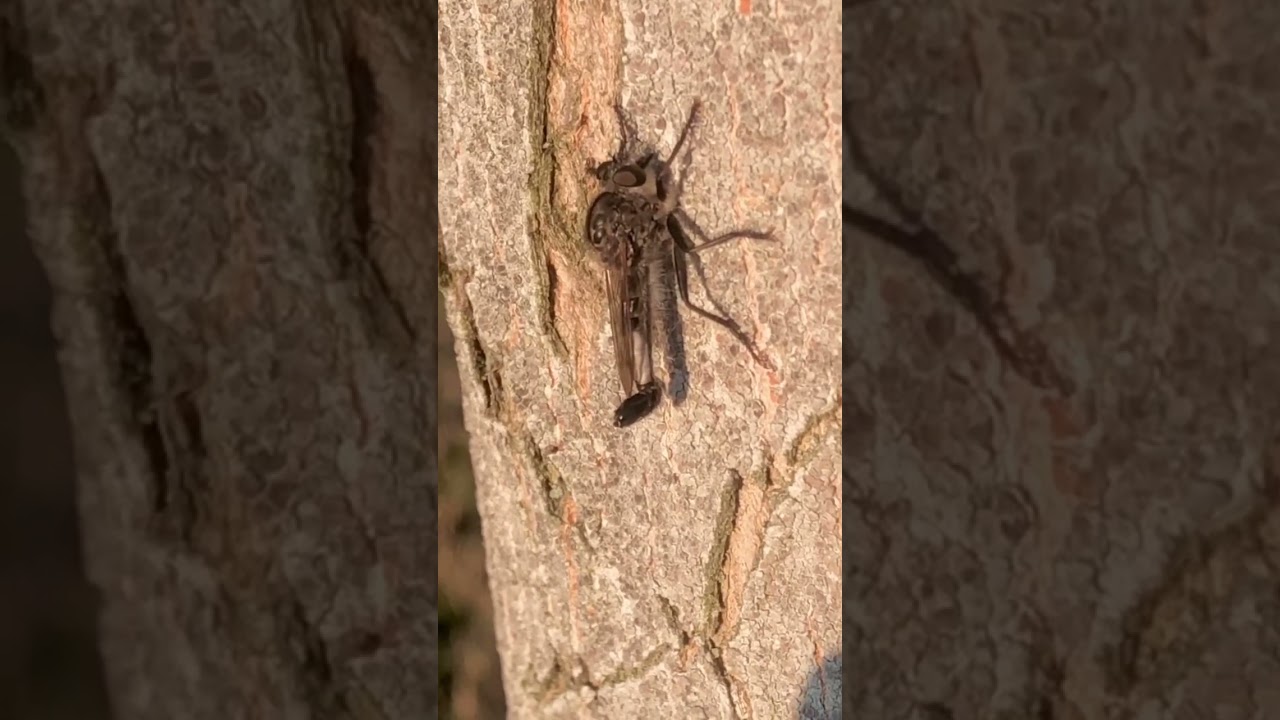 Male Efferia Robber Fly right  before buzzing off