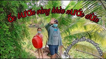 Ốc bươu vàng khìa nước dừa