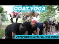 &quot;Dub &amp; Ross Tackle Goat Yoga: A Hilarious Experience!&quot;