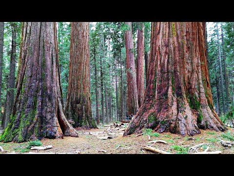 Video: Sequoia - der höchste Baum der Welt