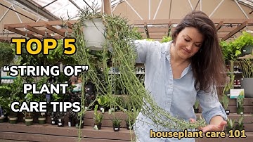 Top 5 String of Pearls Plant Care Tips - How To Water, Repot, Light, Fertilize Houseplant Care 101