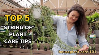 Top 5 String of Pearls & Hearts Plant Care Tips - Water, Repot, Light, Fertilize Houseplant Care 101