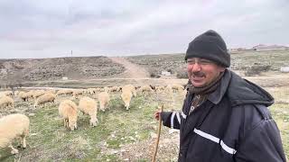 Çoban Ve Davar - İnsuyu Cihanbeyli Konya Türkiye