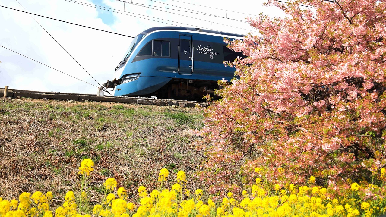 河津桜と伊豆急行線　2026年2月