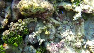 Maldives Reef in surf zone - fishing trip '26 (rafa na Malediwach)