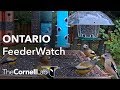 Live Boreal Birds at the Ontario FeederWatch Cam, Powered by Perky-Pet® | Cornell Lab