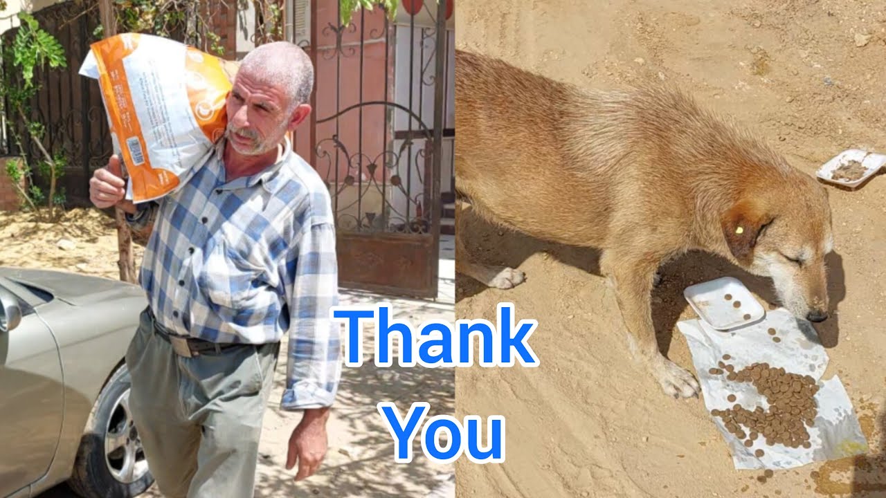 Watch a beautiful day of buying dry food for the poor animals on the